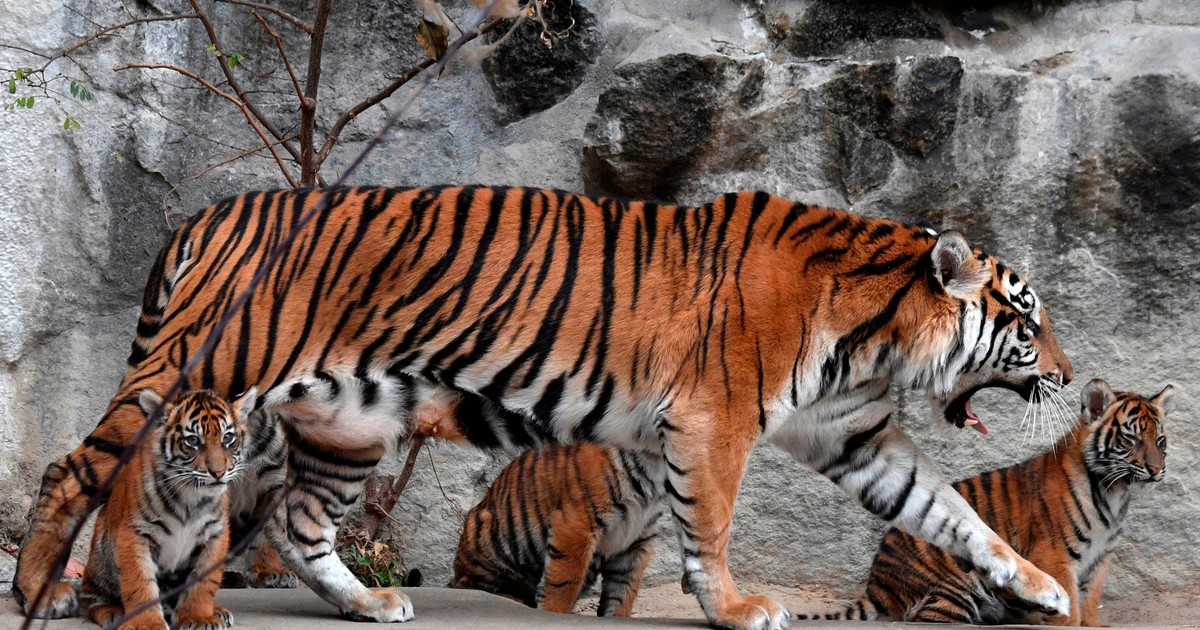 El tigre de Sumatra: el felino más pequeño del mundo al borde del abismo