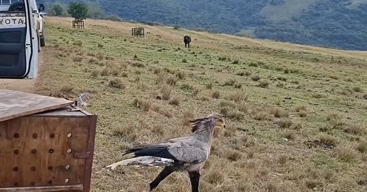 Ave amenazada vuelve a volar tras rescate y rehabilitación