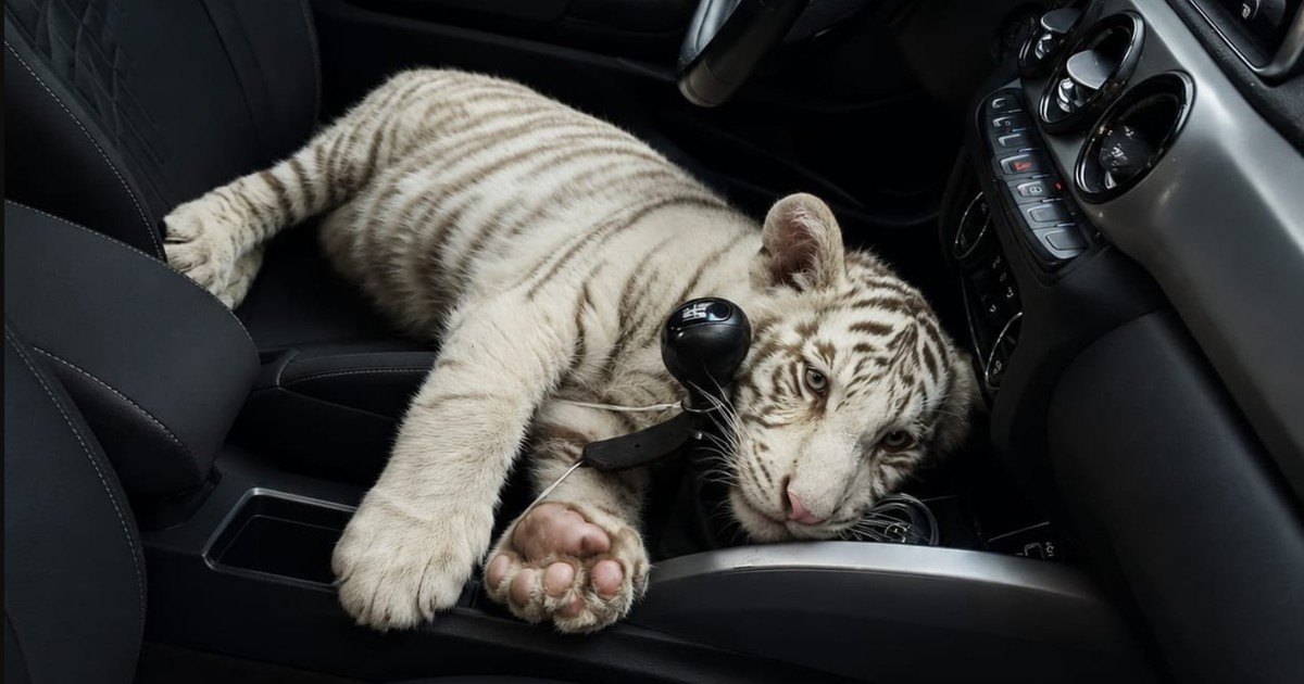 Insólito en México: llevaba un tigre de bengala en su camioneta y lo detuvieron