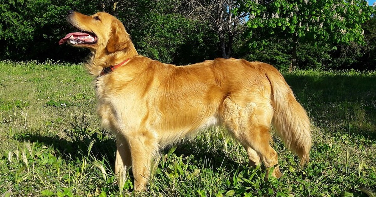 El origen del golden retriever: una raza creada para la caza de aves en Escocia