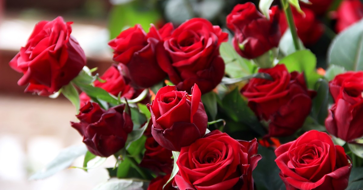 ¿Te gustan las rosas rojas? Según expertos, esto dice de tu personalidad