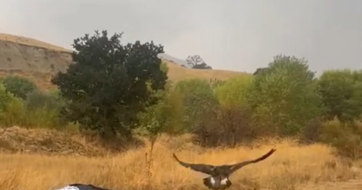 Un águila rescatada volvió al cielo tras 72 días de rehabilitación