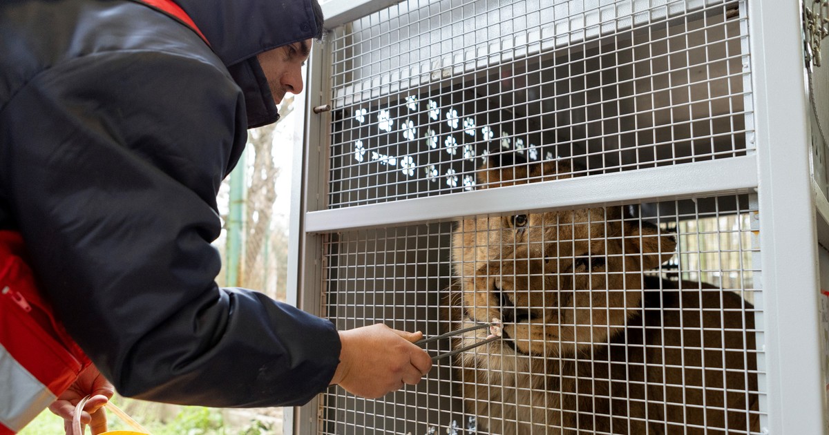 Treinta felinos del ex zoológico de Luján inician nueva vida en santuarios de EE.UU. y Sudáfrica