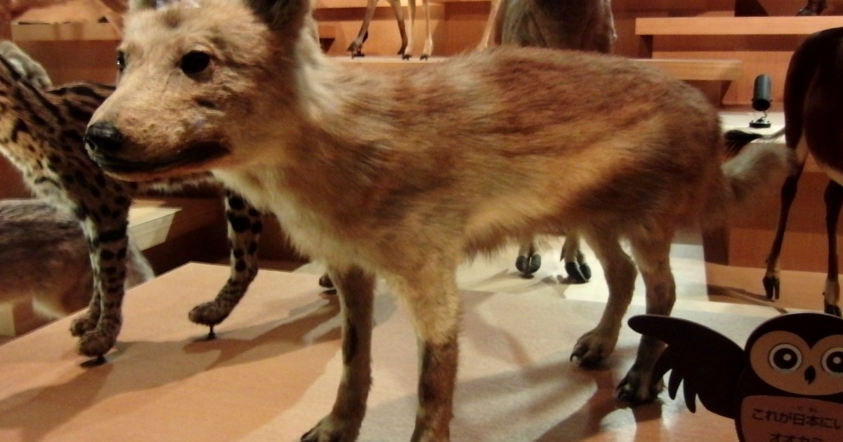 El pequeño lobo japonés: el pariente más cercano de los perros modernos que se extinguió en el siglo XX