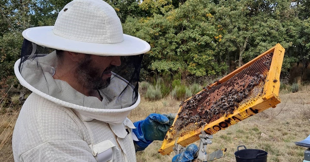De jefe de obra a apicultor: la historia del español que dejó todo por las abejas