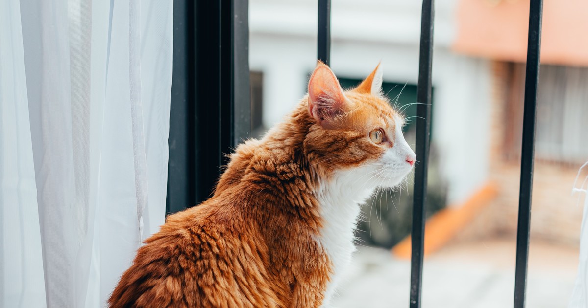 Veterinario revela: solo el 13% de los gatos sufre ansiedad por separación; la mayoría se relaja al estar solos