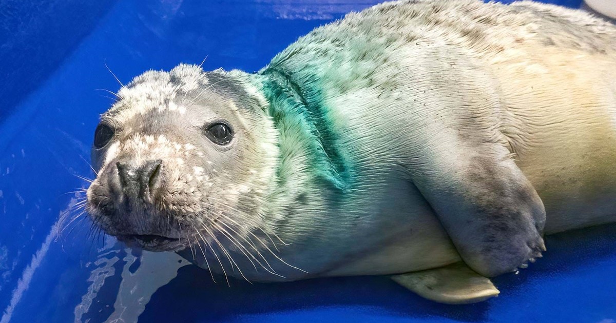 Foca rescatada vuelve al mar tras recuperarse de graves heridas por red de pesca