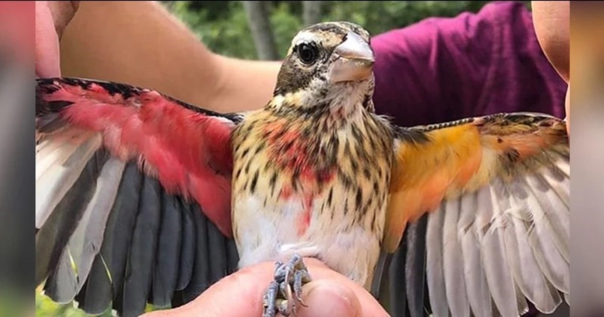 Hallan un pájaro único: mitad macho, mitad hembra