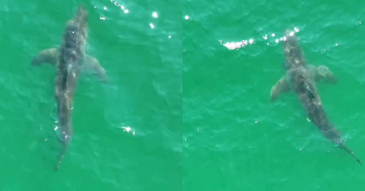 Alerta en una playa popular: más de media docena de tiburones blancos sorprendieron a los bañistas
