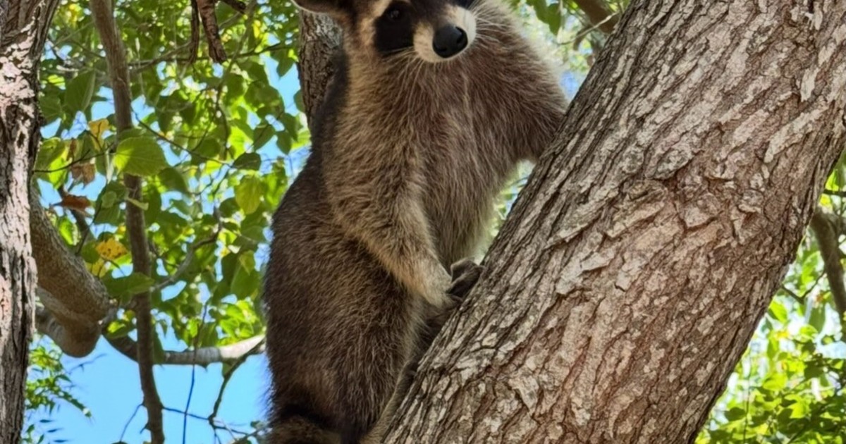Un mapache herido volvió a la naturaleza tras una exitosa rehabilitación en Texas