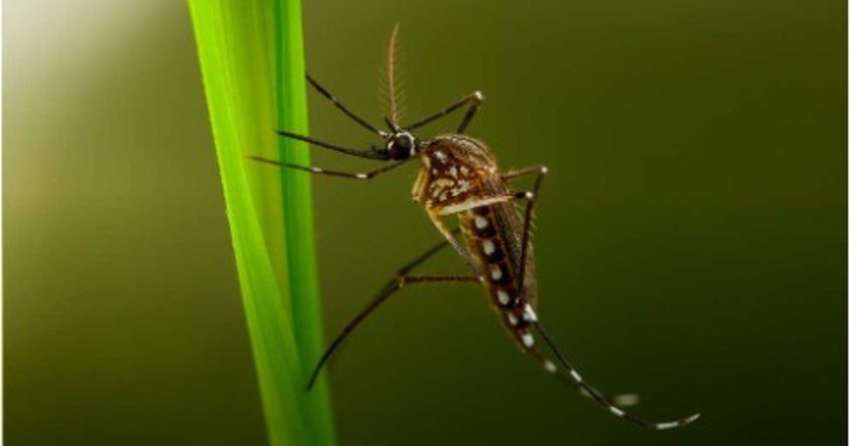 Insólito en el municipio: un intendente prohíbe a los mosquitos tigre volar sobre su territorio