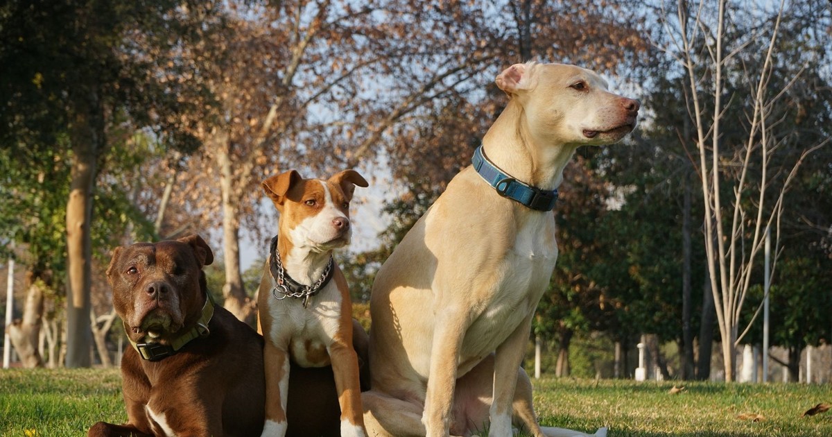 ¿Perro grande, casa chica? La guía definitiva para convivir sin dramas