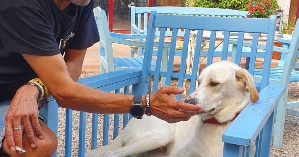 Hoteles 'pet-friendly': ¿moda o verdadera inclusión canina?