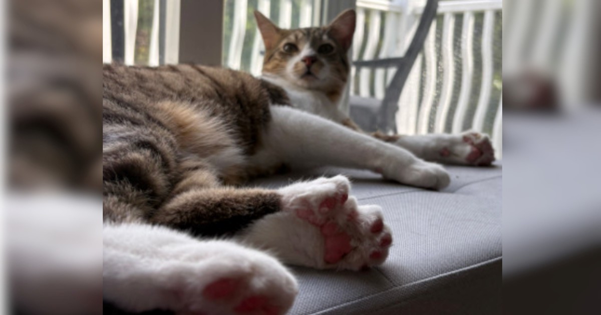 Toby Henderson, el gato con 28 dedos que rompió un récord mundial