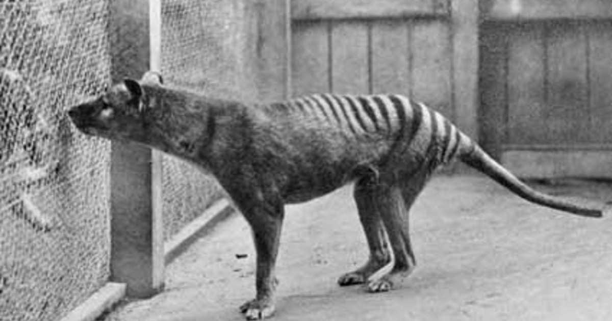 El tilacino: la historia de su extinción y los planes para traerlo de vuelta