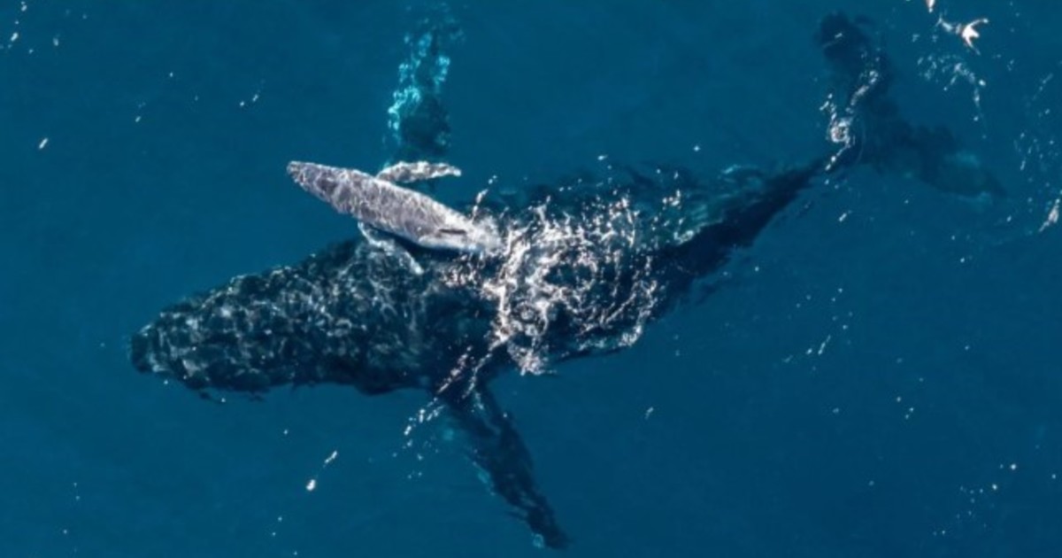 Histórico: filman por primera vez el nacimiento de una ballena jorobada en el mar