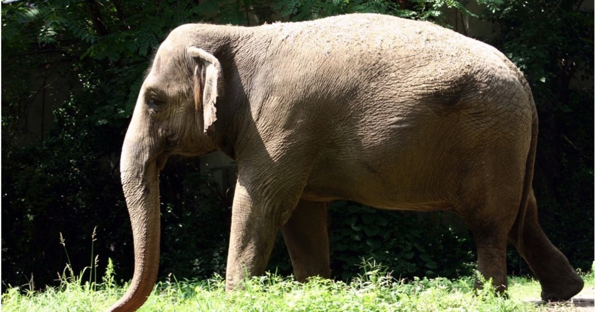 Patty, el último elefante de Nueva York, en el centro de una polémica