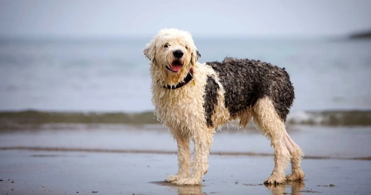 Adiós a la regla de los 7 años: así se calcula la verdadera edad de tu perro