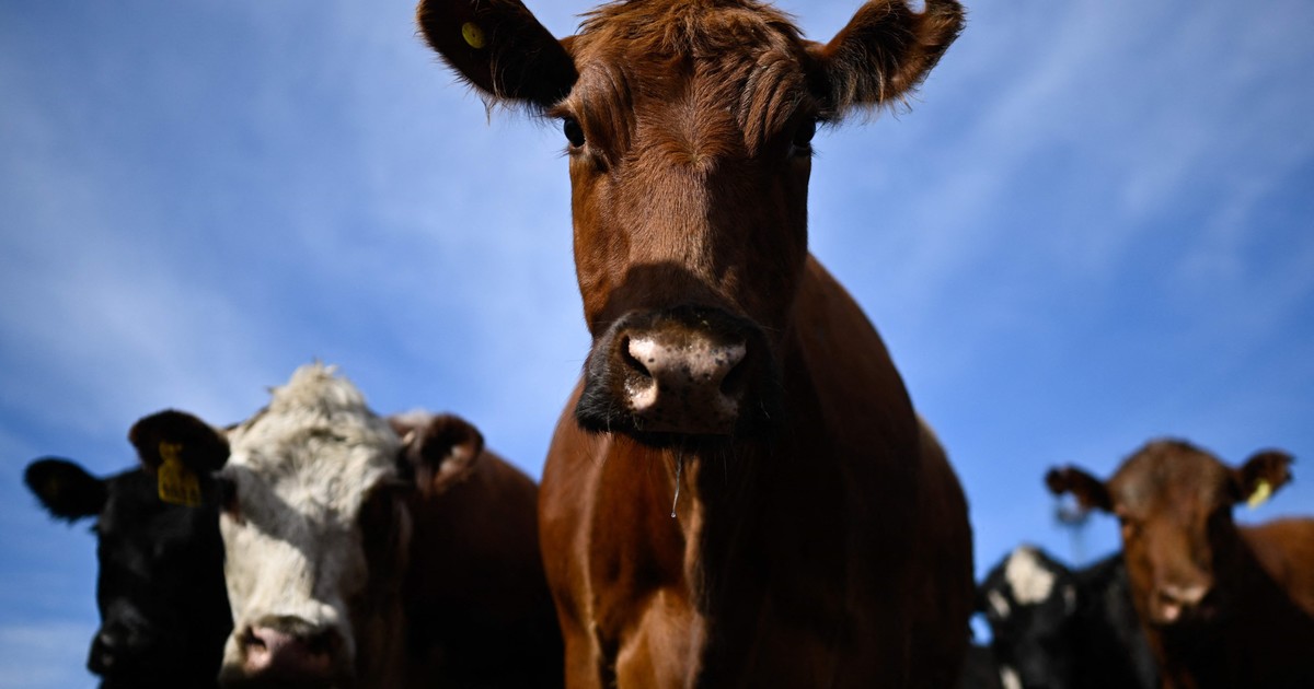 Cansado de cruzar la ruta con sus vacas, un granjero francés les construyó un túnel subterráneo