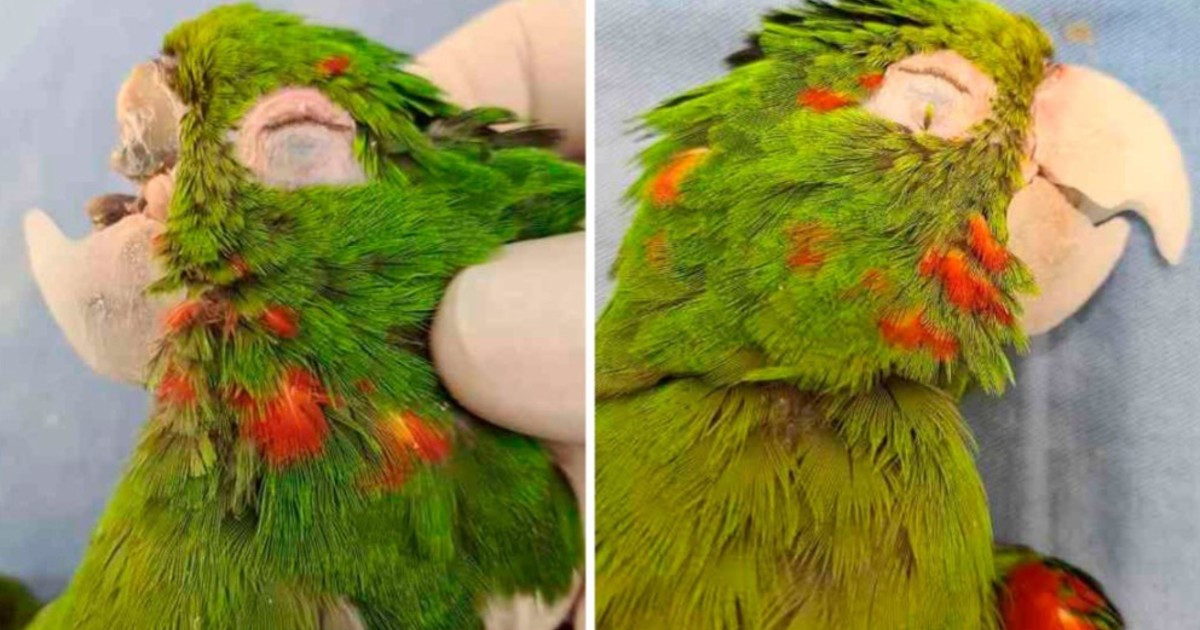 Milagro veterinario: le reconstruyen el pico a un loro y le devuelven la vida