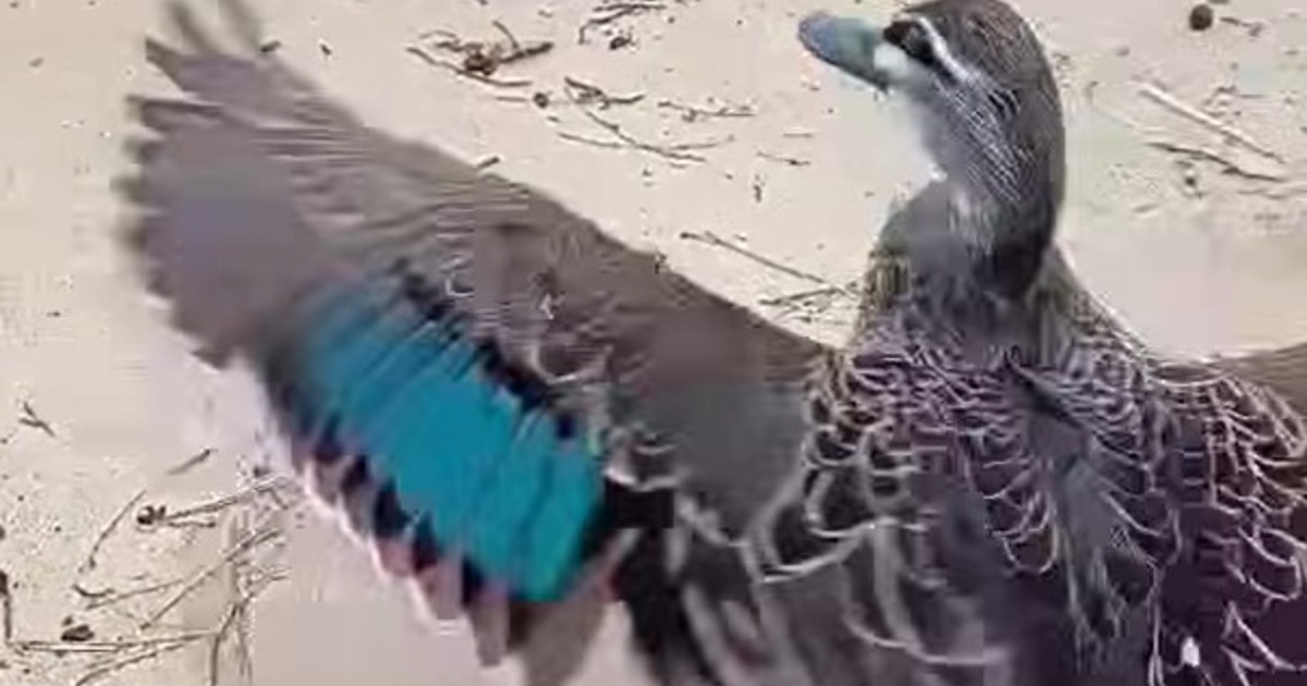 Un pato australiano volvió a la naturaleza tras ser rescatado con un anzuelo en el cuello