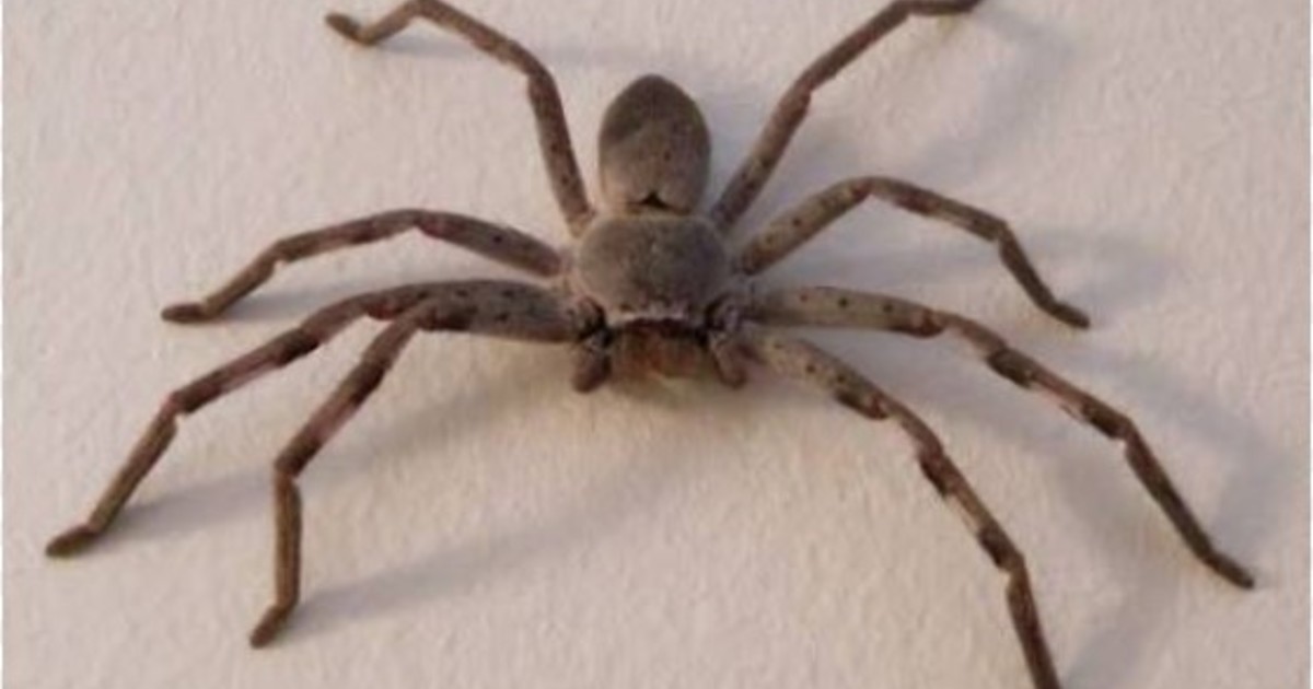 La araña más veloz del mundo supera el trote humano
