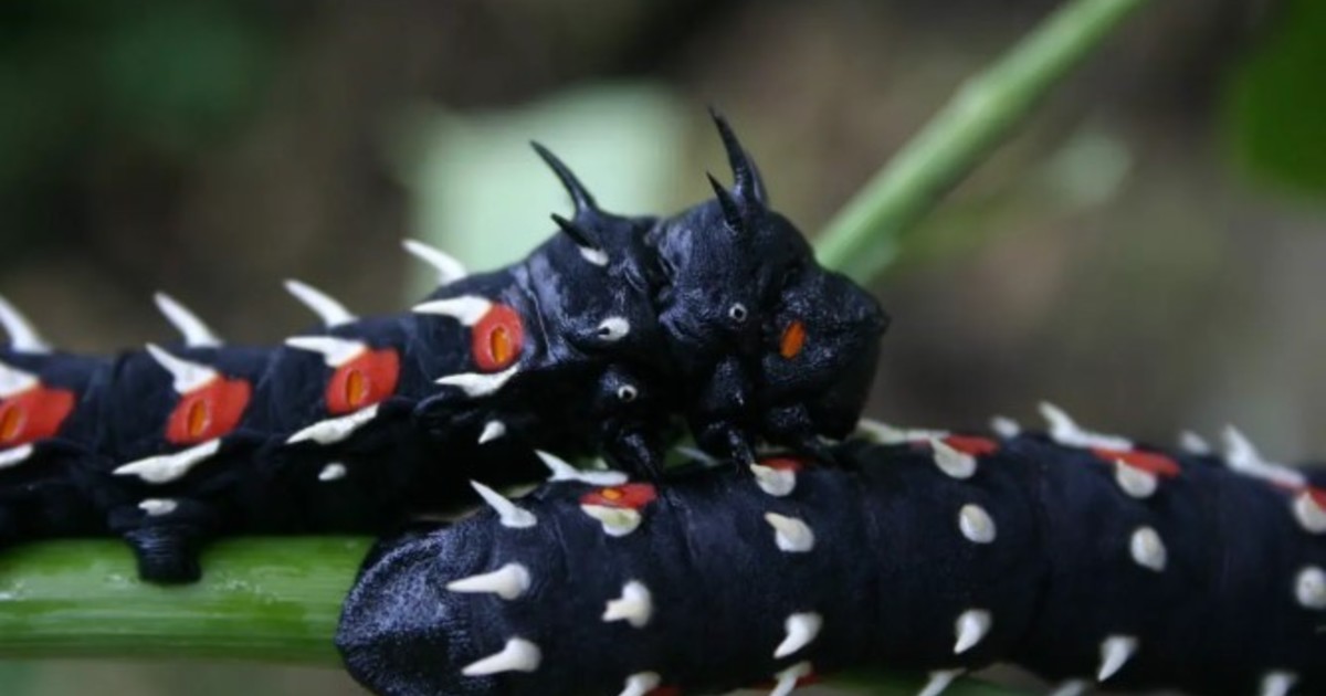 La oruga 'dragón' que parece salida de Juego de Tronos