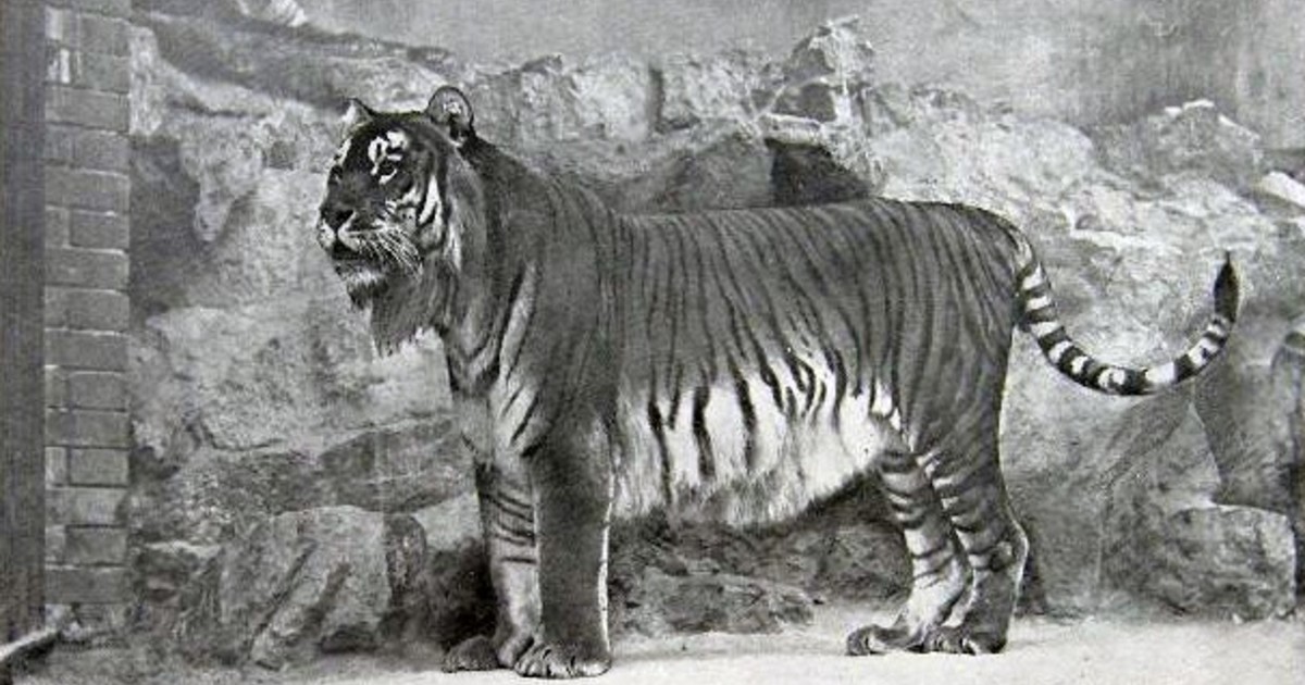 El tigre del Caspio: el 'tigre con barba' que dominó el coliseo romano