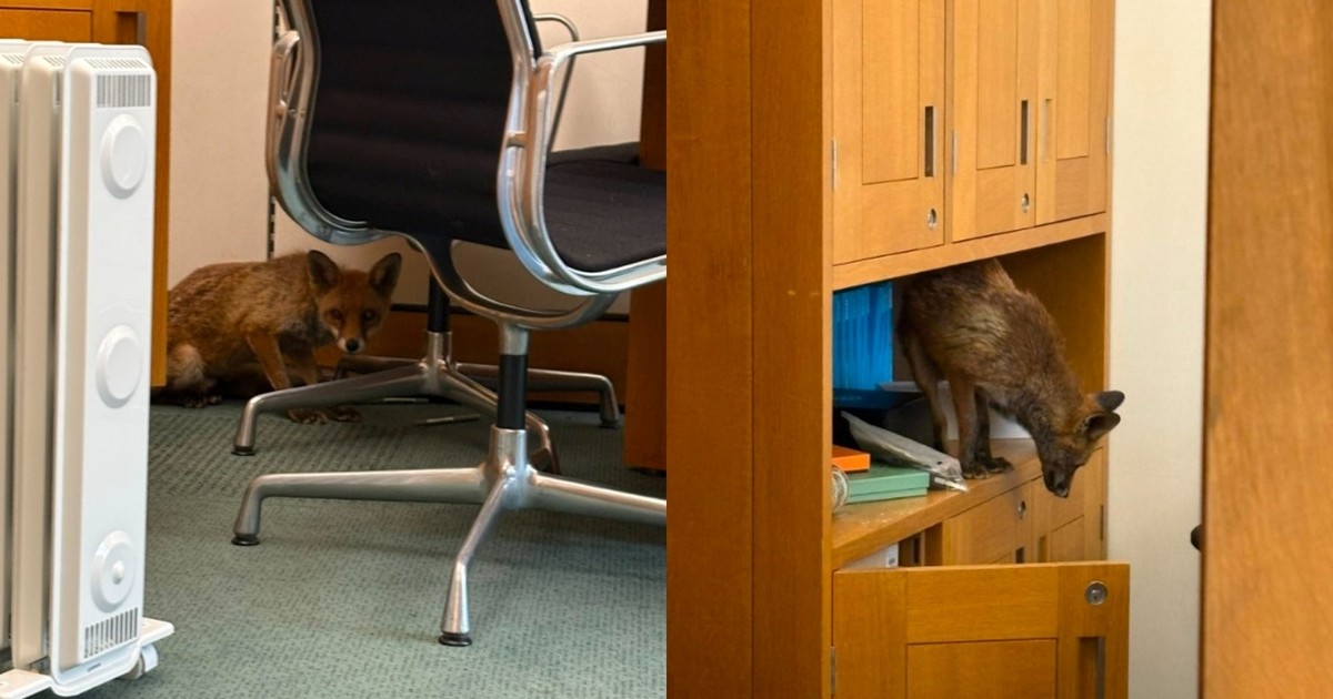 Zorro colado en el Parlamento británico: un intruso peludo que burló la seguridad
