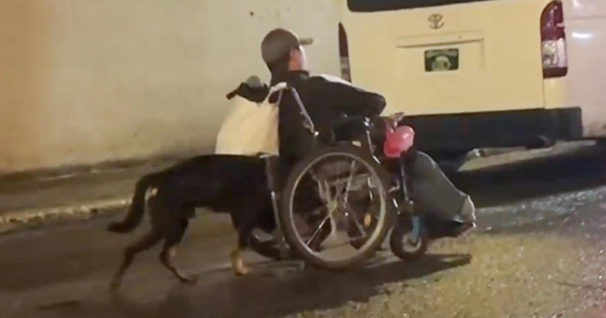 La conmovedora lealtad de un perro hacia su dueño discapacitado