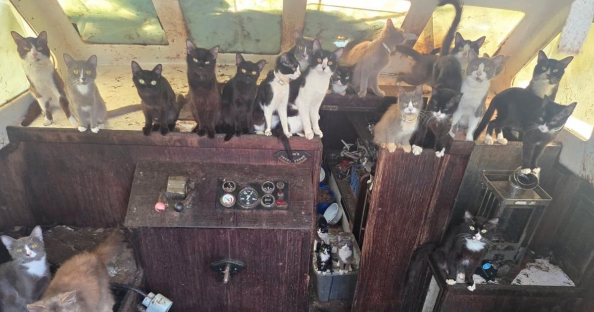 Misterio en EE.UU.: hallaron un barco abandonado repleto de gatos