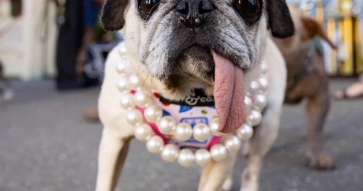 Jinny Lu, la pug rescatada del frío, se corona como la más fea del mundo