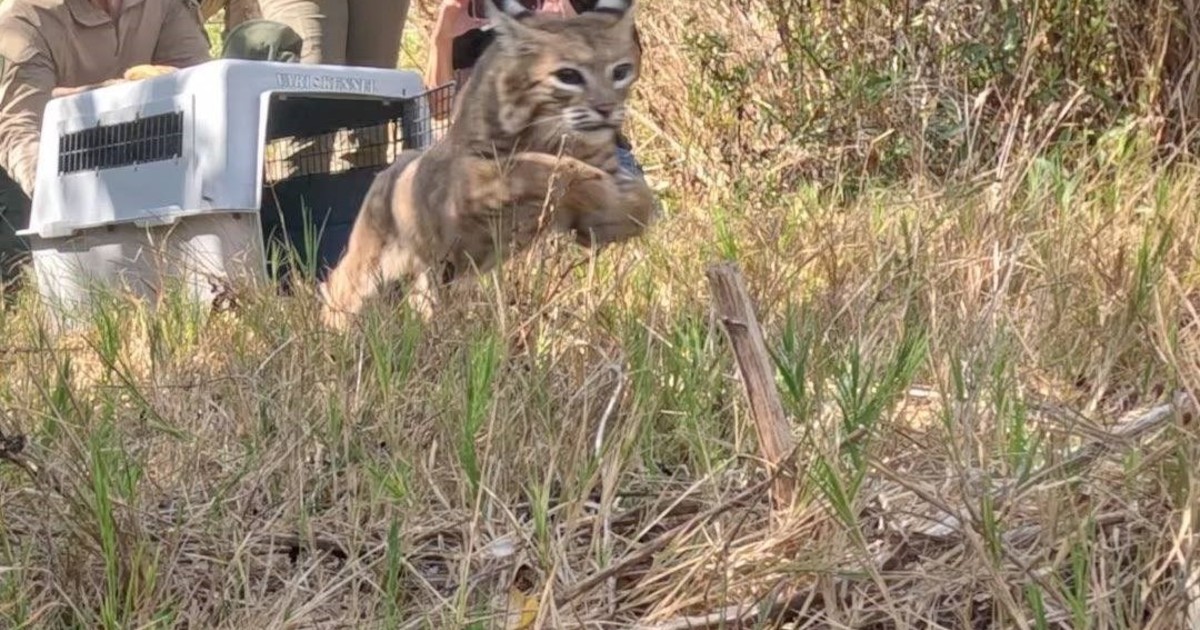 Un lince rehabilitado volvió a correr en libertad tras superar múltiples obstáculos