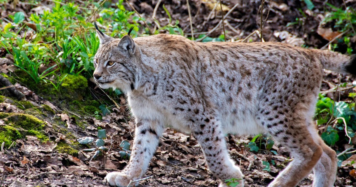 Un lince muerto destapó una red de caza ilegal en Cuenca