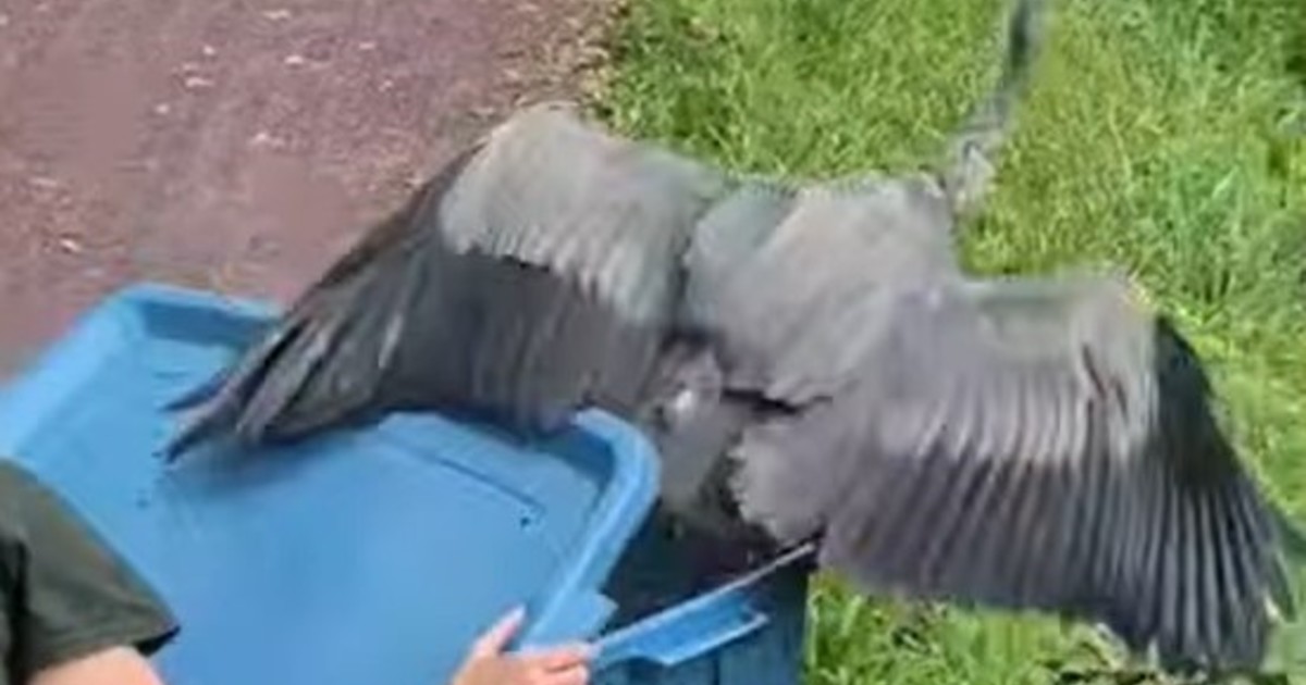 Una garza rehabilitada volvió a volar tras superar un incidente con hilo de pesca