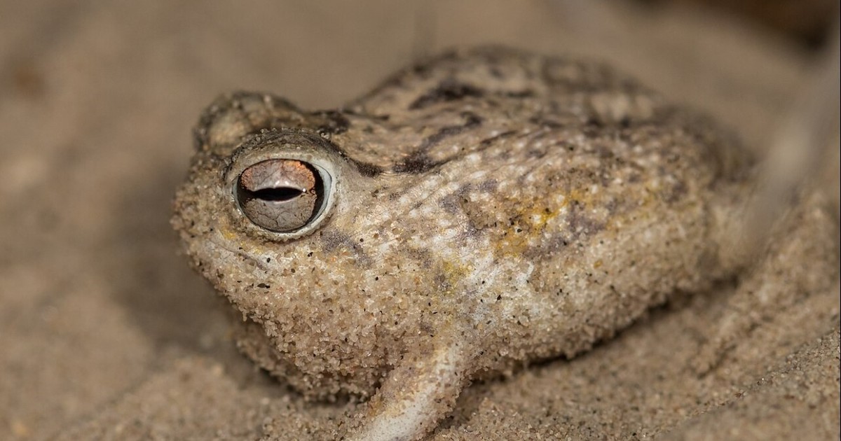 La minería y el comercio de mascotas amenazan a las últimas 'ranas gritonas'