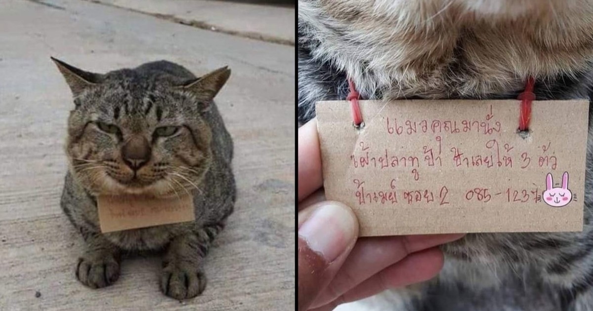 Gato volvió a casa con una nota: "Debo una cita con el veterinario"