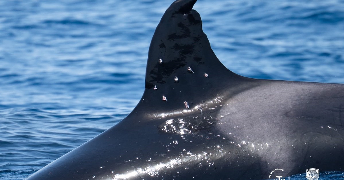 Toñi, la orca baleada en Gibraltar, bajo la lupa de We Whale por riesgo de infección