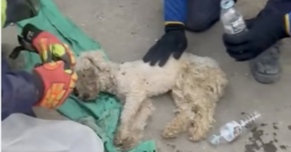 Rescatan con vida a un perro tras un mes bajo los escombros en Venezuela