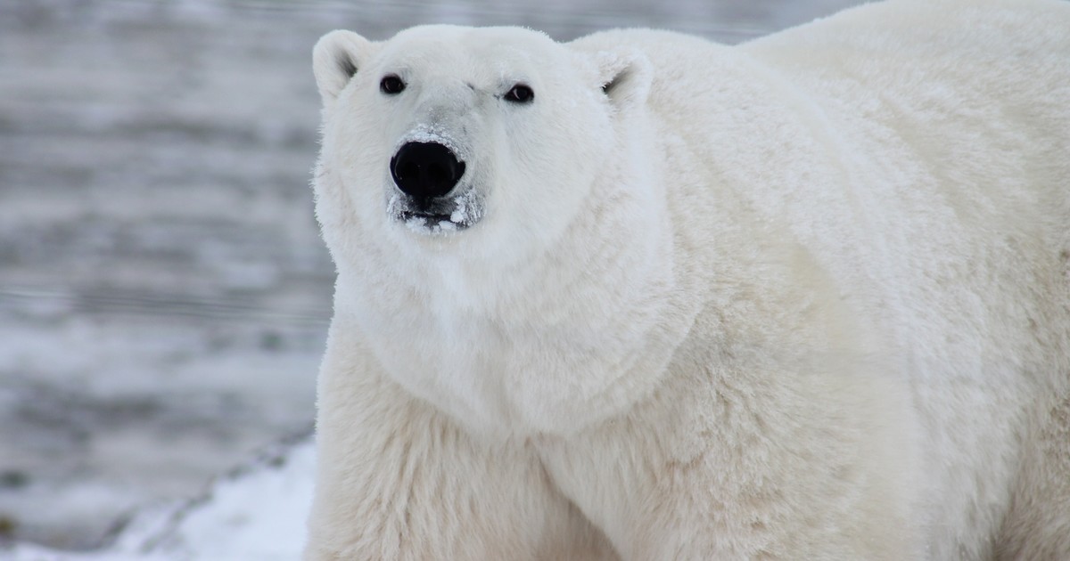 Multa millonaria por molestar a un oso polar en Svalbard