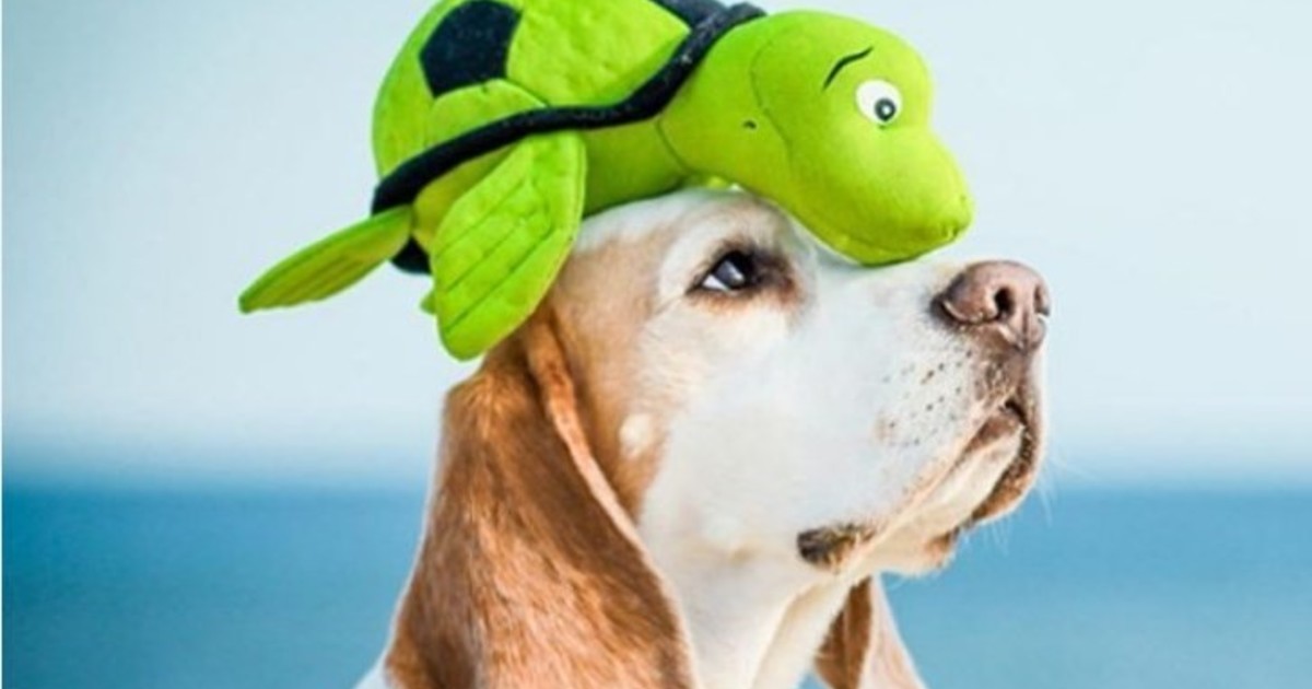 ¿Tu perro es un genio? Esta prueba casera lo revela