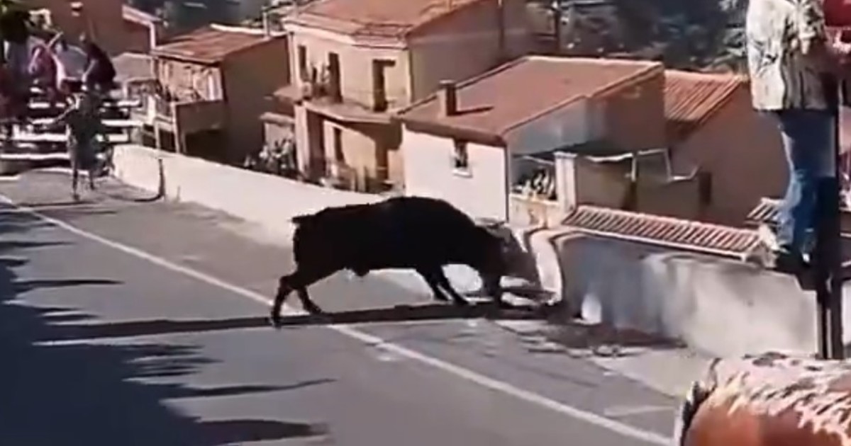 Tragedia en Albacete: una mujer murió al ser embestida por un toro durante las fiestas patronales