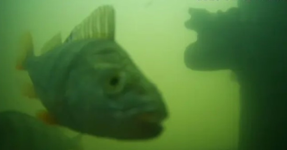 Timbre virtual abre compuertas a peces en Países Bajos y atrapa al mundo