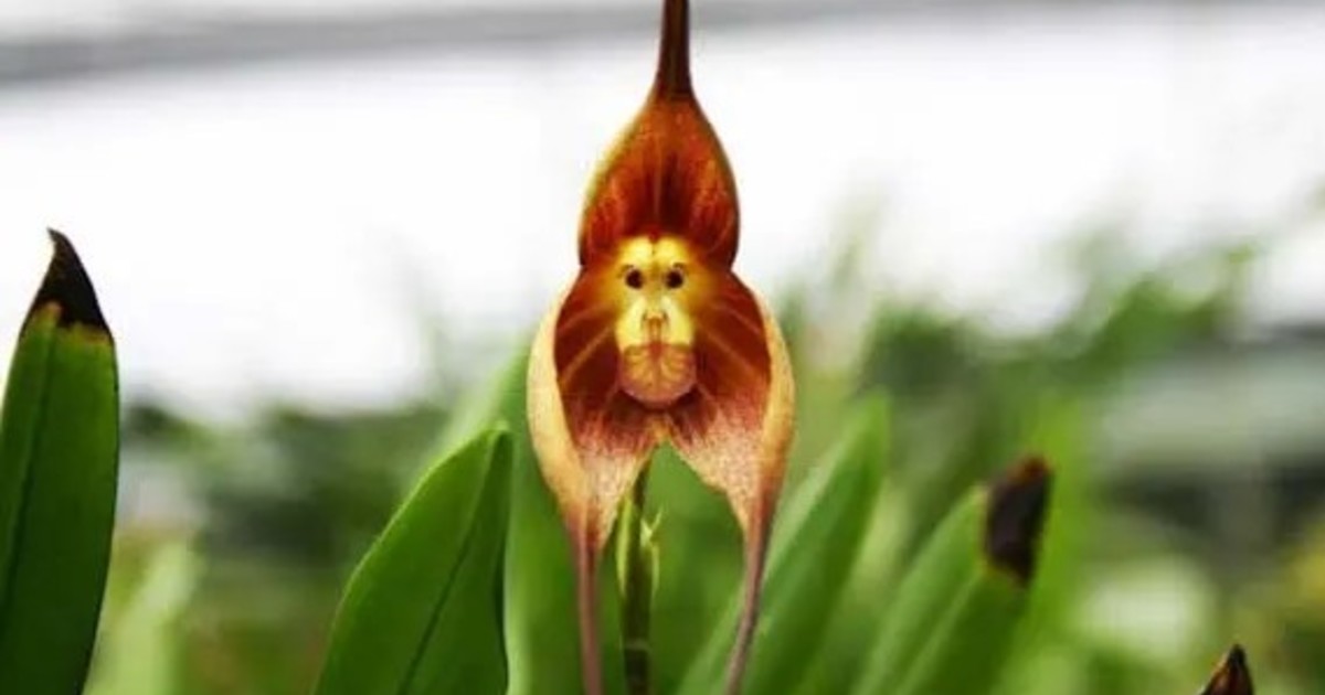 La Orquídea Drácula: la flor gótica más codiciada por los cazadores furtivos