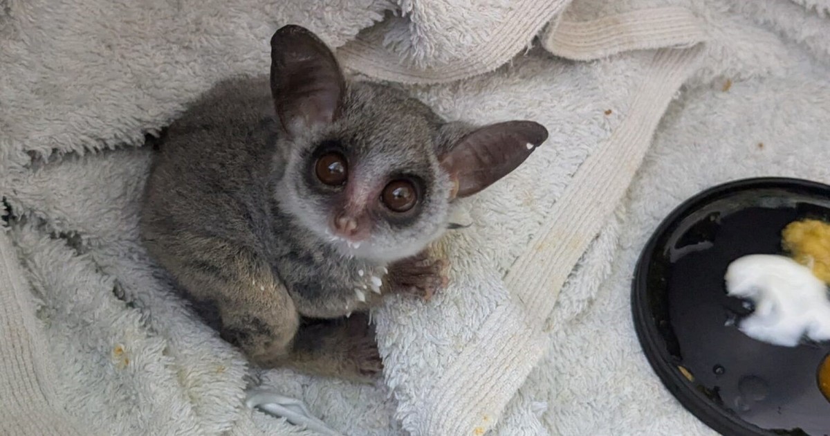Bebé primate rescatado vuelve a la naturaleza tras exitosa rehabilitación