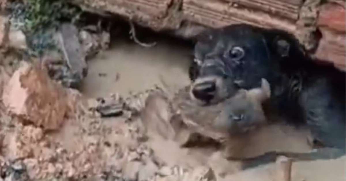 Mamá coraje: la heroica perra que rescató a su cachorro de un pozo inundado