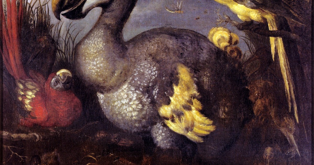 Dodo: el ave gigante que desapareció por confiar en los humanos