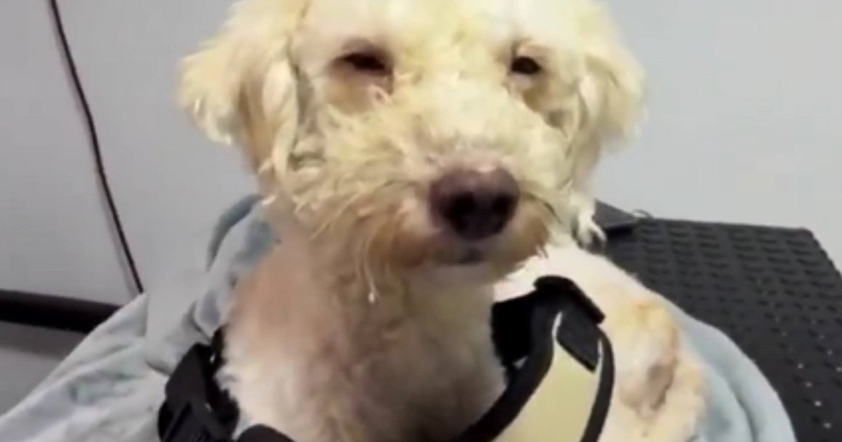 El milagro de Bailey: el caniche que sobrevivió 29 días bajo los escombros en Venezuela