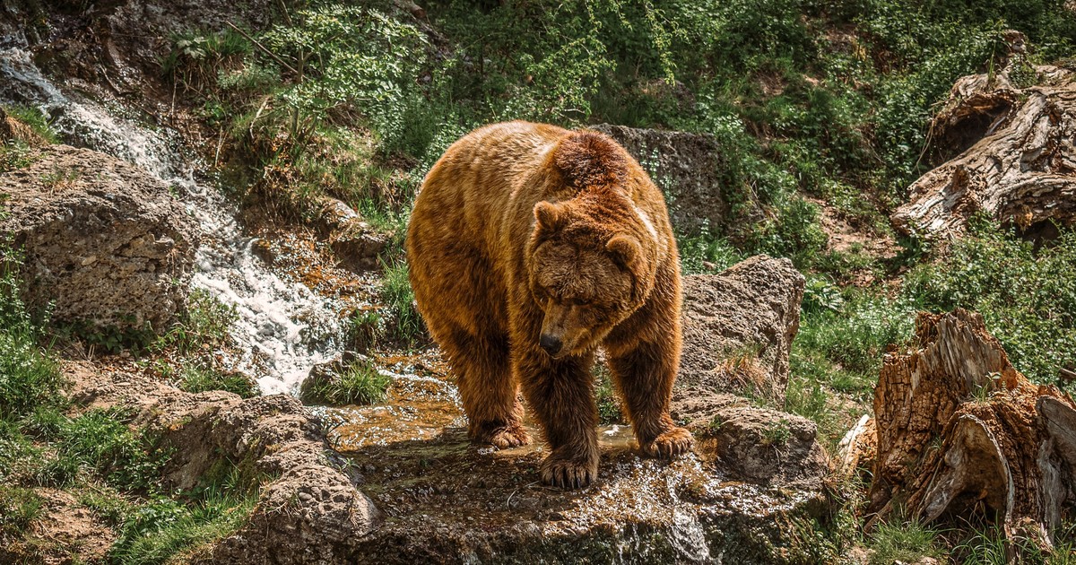 Encuentro con un oso: cómo reaccionar para evitar riesgos