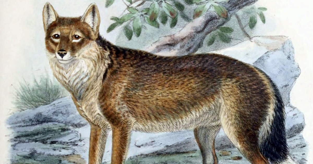 El lobo de Malvinas: la especie que Darwin vio desaparecer
